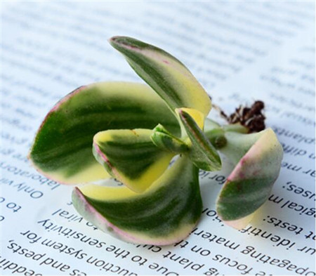 花月錦長蟲了，只好砍頭扦插了