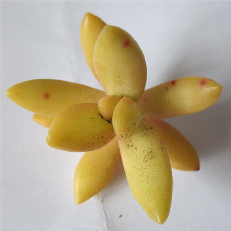 銘月爛根補(bǔ)救措施