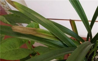 墨蘭葉子發(fā)黃原因三 溫度過低