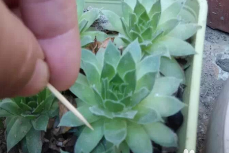 佛坐蓮長(zhǎng)介殼蟲(chóng)