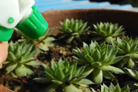 佛坐蓮清除介殼蟲(chóng)