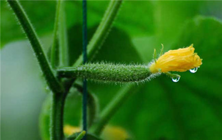 黃瓜新鮮美麗，不要蟲(chóng)害