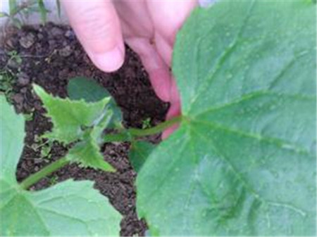 隨時(shí)檢查防止黃瓜長(zhǎng)蟲(chóng)