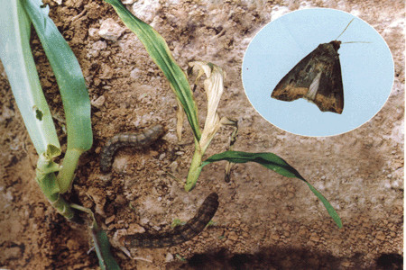 唐菖蒲蟲害：小地老虎