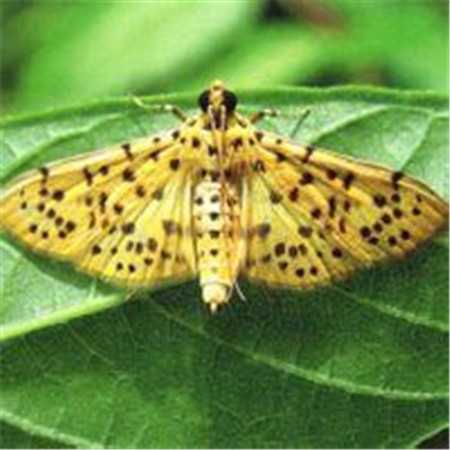 旱金蓮常見(jiàn)蟲害：潛葉蛾