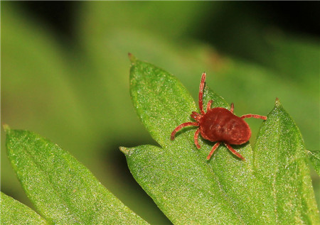 旱金蓮常見(jiàn)蟲害：紅蜘蛛