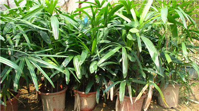棕竹葉子發(fā)黃原因二 土壤呈堿性