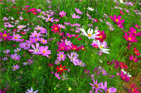 波斯菊常見病害及防治方法