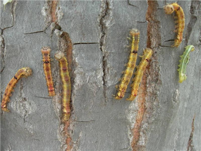 槐花蟲害：國(guó)槐葉小蛾