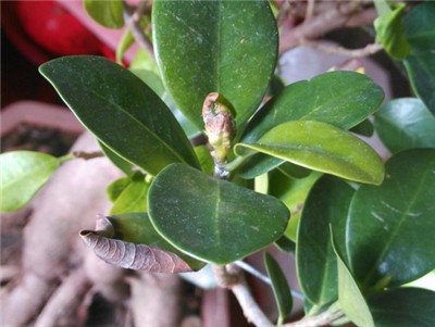 榕樹(shù)葉子發(fā)黃、發(fā)黑原因：濕度較大