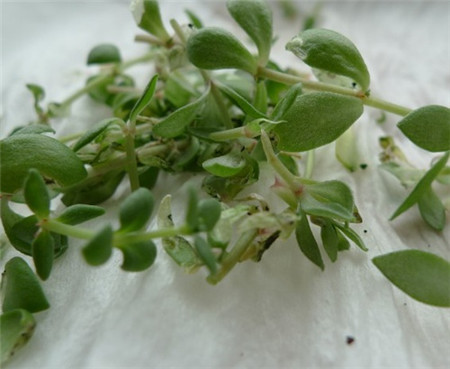 垂盆草常見(jiàn)蟲(chóng)害及防治方法