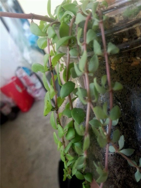 垂盆草常見(jiàn)蟲(chóng)害及防治方法