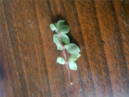 垂盆草常見(jiàn)蟲(chóng)害及防治方法