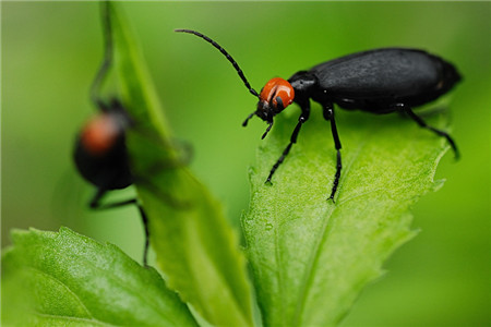 帝王花常見蟲害及防治方法