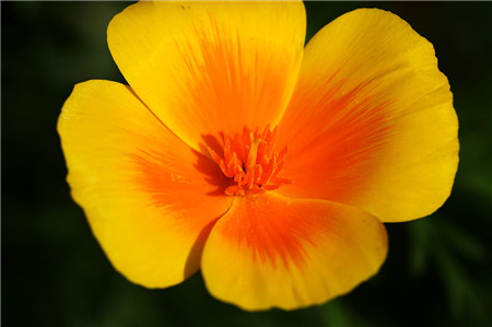 花菱草常見(jiàn)病蟲(chóng)害及防治方法