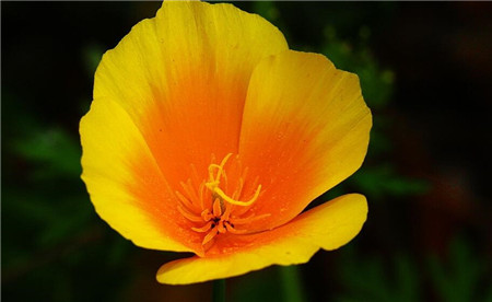 花菱草常見(jiàn)病蟲(chóng)害及防治方法