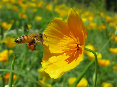 花菱草常見(jiàn)病蟲(chóng)害及防治方法