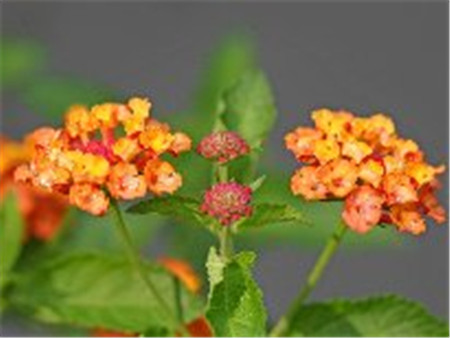 五色梅葉子發(fā)黃別著急，想辦法補(bǔ)救