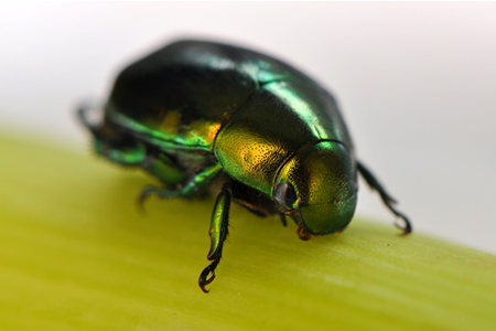 月見(jiàn)草的蟲(chóng)害及防治方法