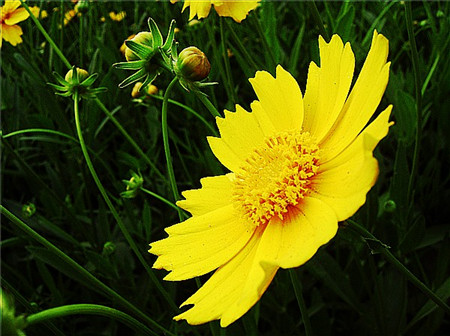 大花金雞菊常見病害及防治方法