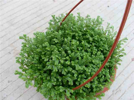 翠云草常見(jiàn)病害及防治方法