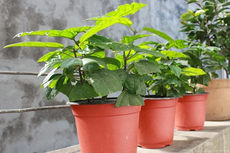 龍吐珠常見病害及防治方法