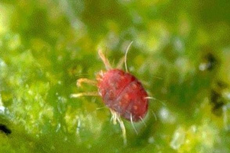 榆葉梅的蟲(chóng)害：紅蜘蛛