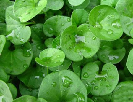 馬蹄金遭遇草地螟該蟲(chóng)