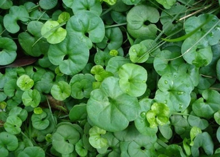 馬蹄金遭遇尖頭負(fù)蝗