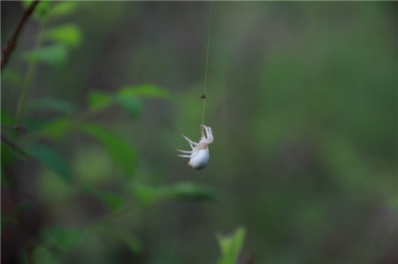 黃金鈕常見蟲害及防治方法
