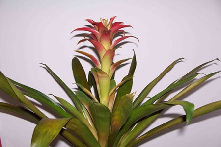 觀賞鳳梨的基本特點(diǎn)