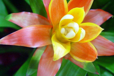 觀賞鳳梨葉子發(fā)黃的原因