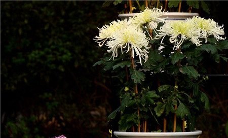 采取防止盆栽菊下部葉片枯黃、脫落的措施