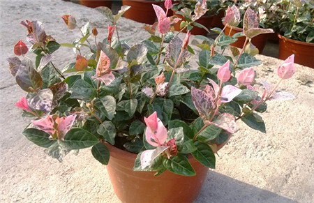 花葉絡(luò)石的蟲(chóng)害及其防治