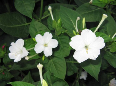 紫茉莉的蟲(chóng)害及其防治 