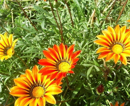 勛章花的常見(jiàn)蟲(chóng)害和防治辦法