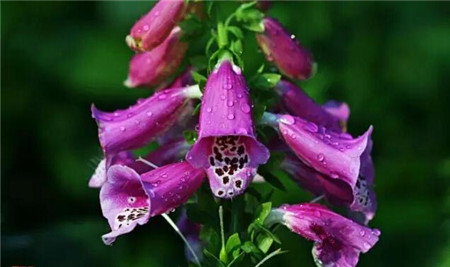 洋地黃的蟲(chóng)害