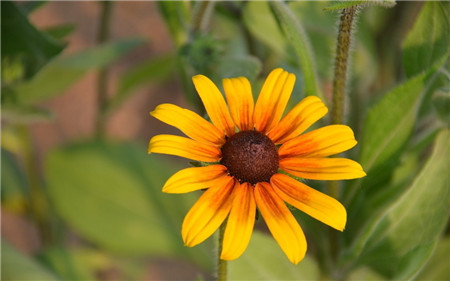 黑心菊的病害及其防治