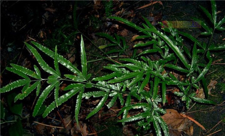 鳳尾蕨的蟲害及其防治