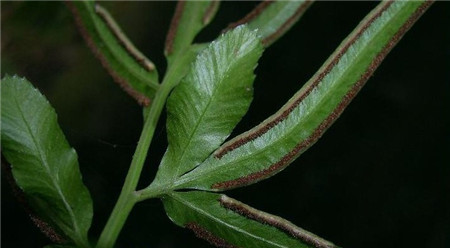 鳳尾蕨葉子發(fā)黃的原因