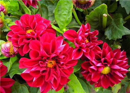 小麗花的病害及其防治