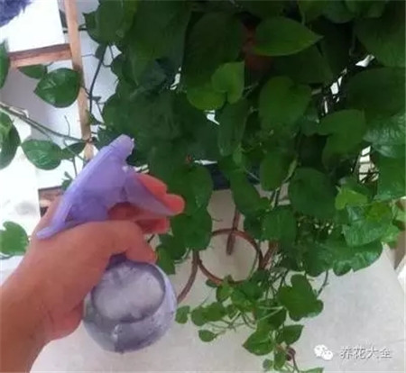 用噴壺給葉子噴水，讓葉子充分濕潤