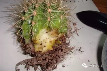 切除爛根部分，用多菌靈消毒。