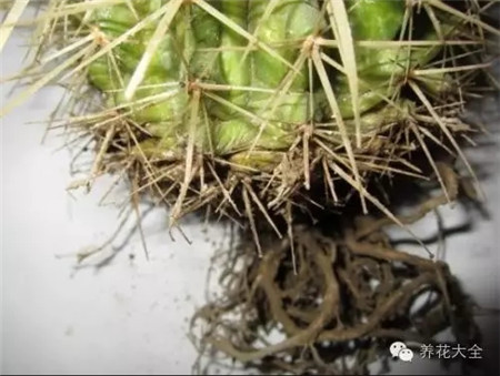 放到陰涼通風處晾干。