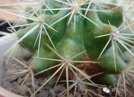 放在陰涼通風處。