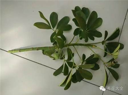 剪枝，將有病蟲害的部位剪去。