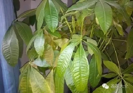 修剪后可噴施1%波爾多液予以防治，每隔7天噴施一次，全生長期共噴施4~5次