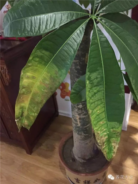 加強室內通風，挪到陰涼地方