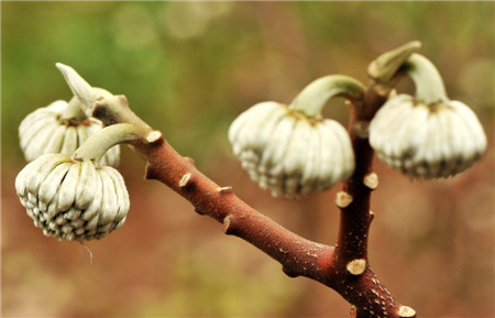 結(jié)香的病毒性萎縮葉病