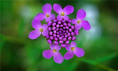 屈曲花缺乏生長元素的表現(xiàn)